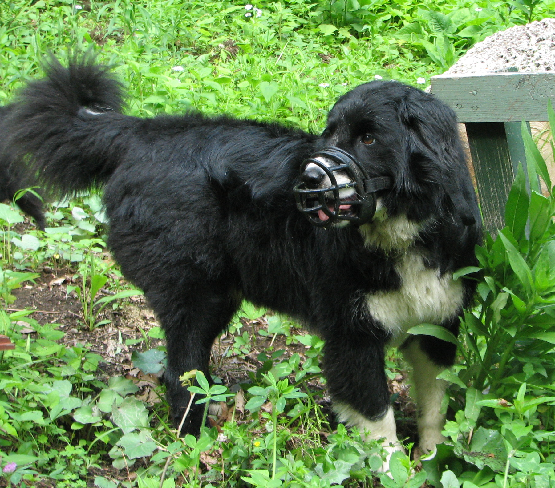 black and white dog wearing a basket muzzle