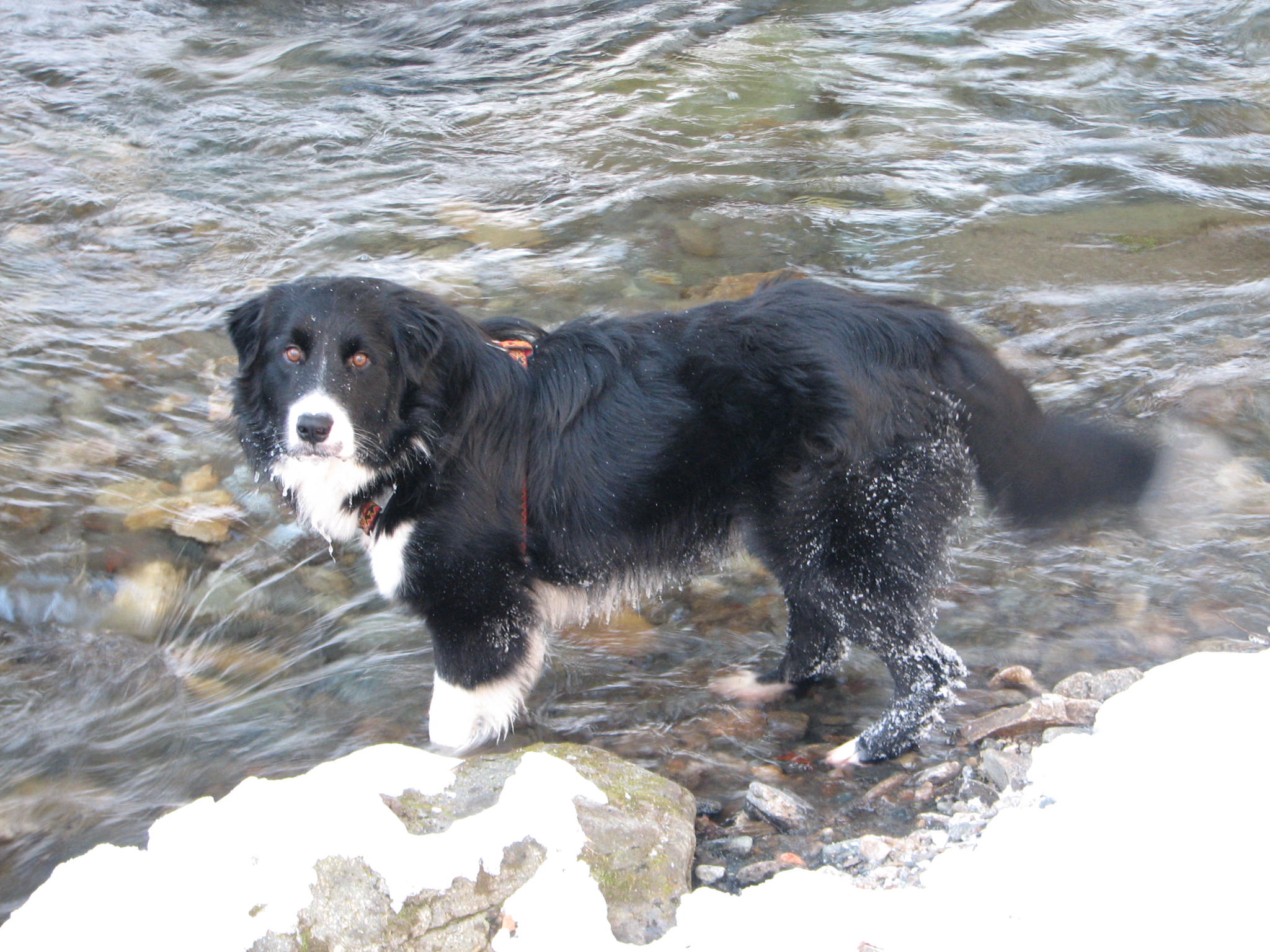 Sunny my fearful dog Sunny my fearful dog