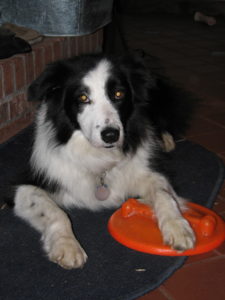 border collie with frisbee