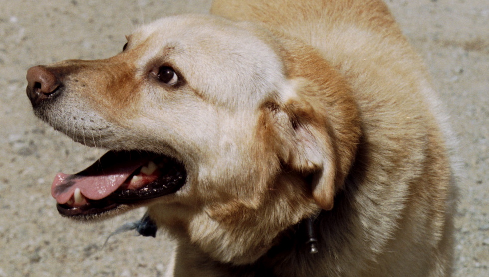 shelter dog shelter dog