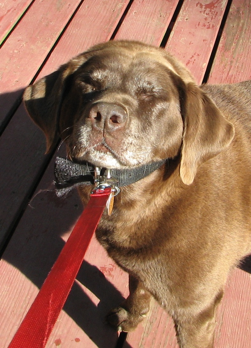 brown dog with leash