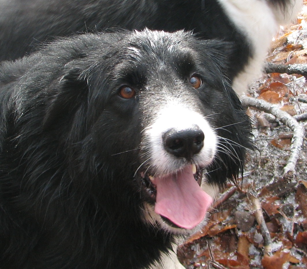 face of black & white dog