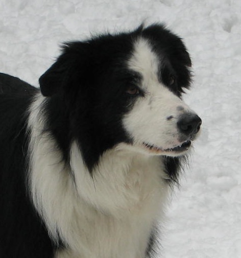image of border collie dog