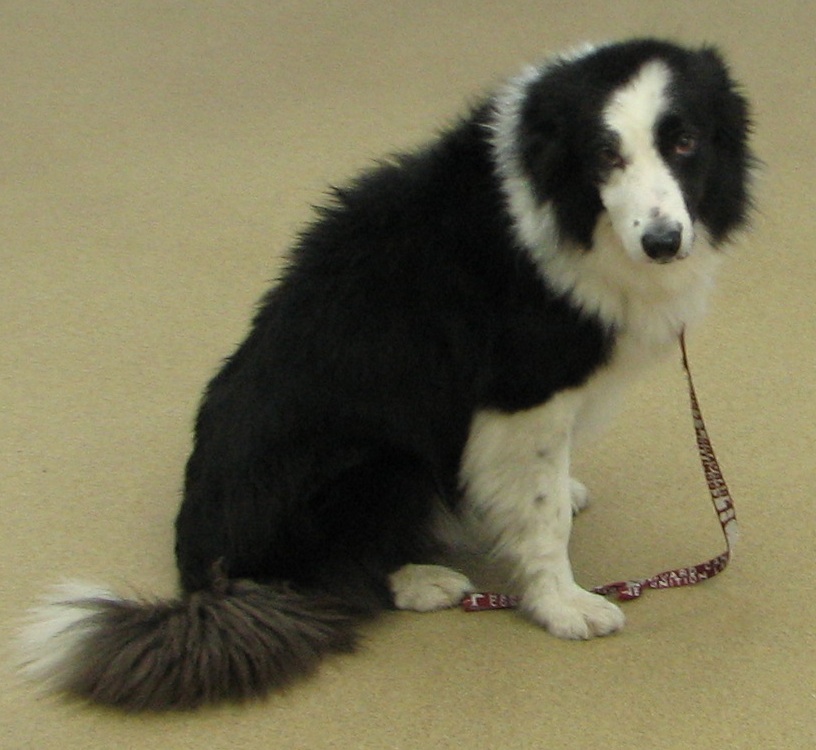 border collie looking uncomfortable