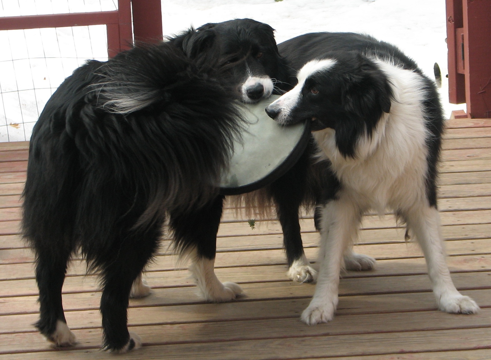 mine 2 black dogs holding the same frisbee