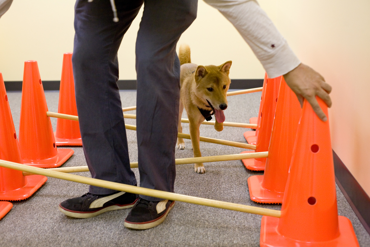 caveletti shiba inu dog on caveletti course