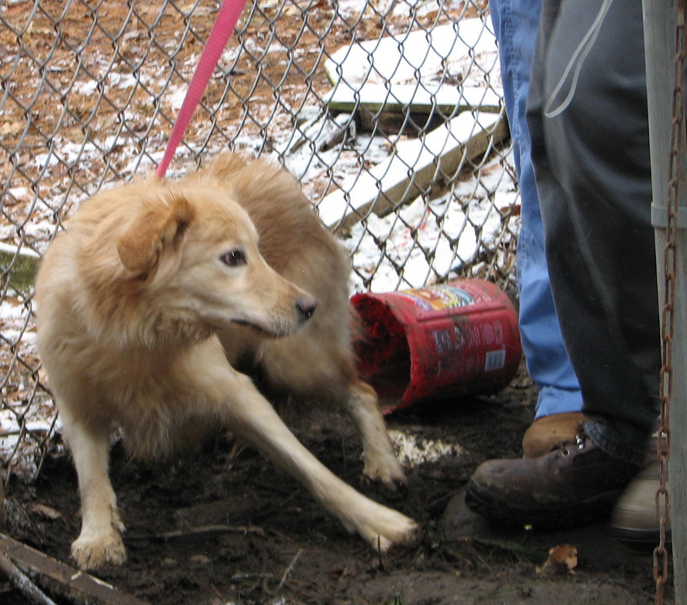 Scared dog at hoarding site