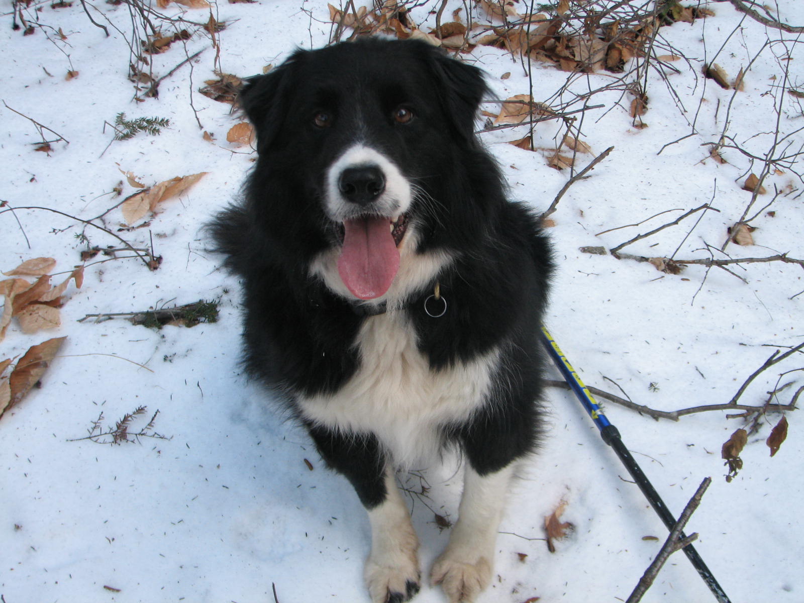 IMG_3163 happy black & white dog sitting on snow covered ground looking up