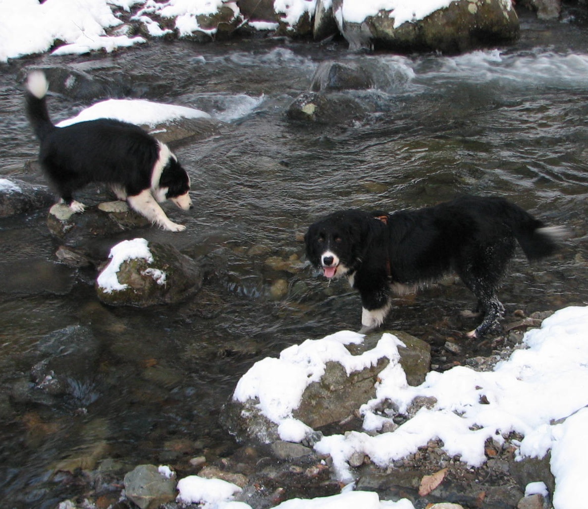 2 black & white dogs in a river
