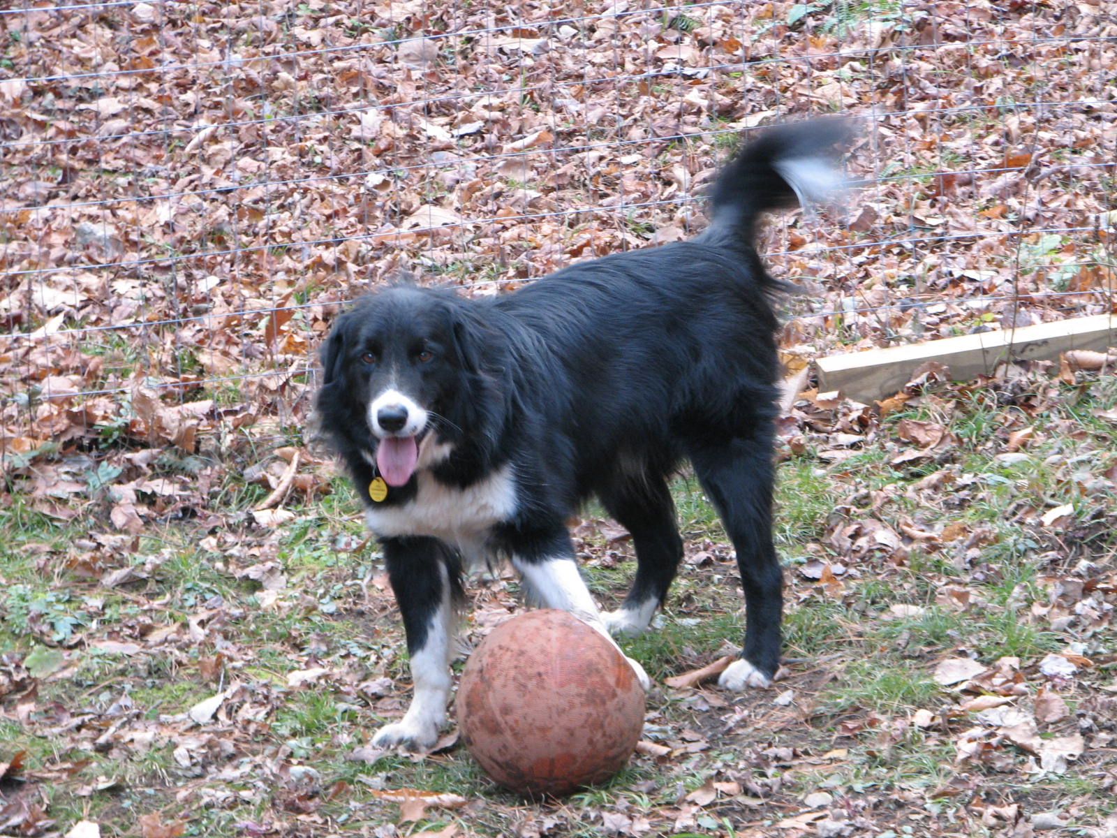 black and white dog with basketball
