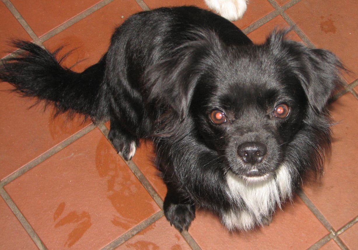 small black dog looking up at camera