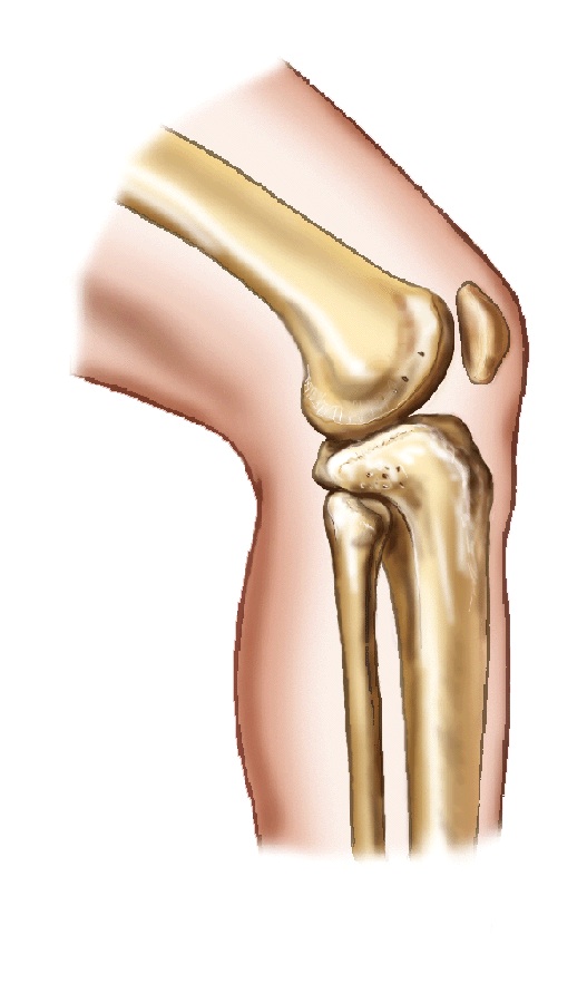 drawing of knee joint