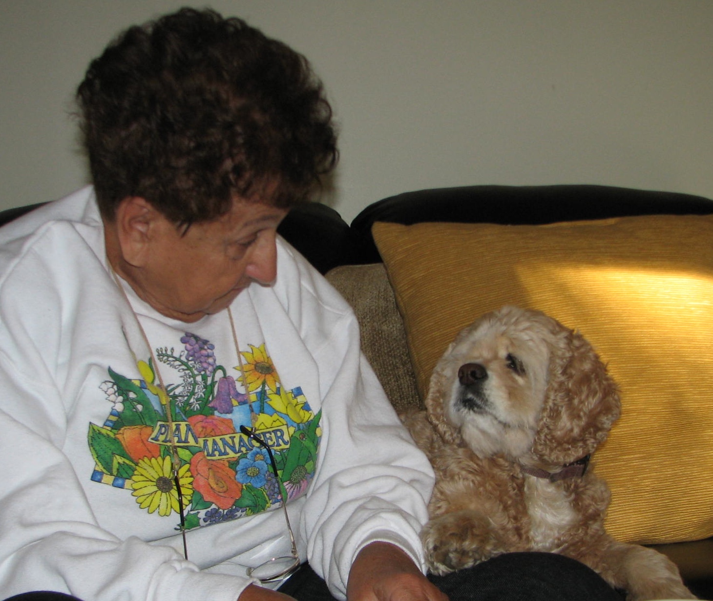 cocker spaniel looking at woman eating