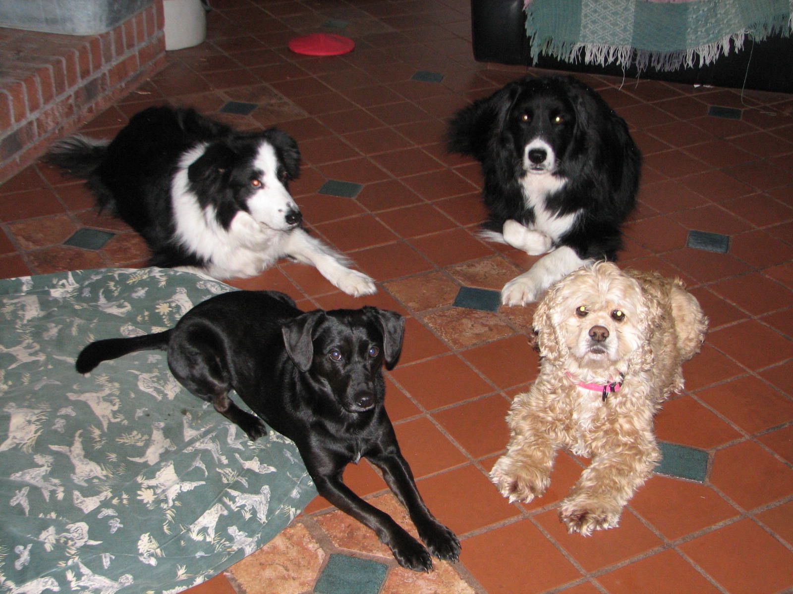 4 dogs down on the floor looking at the camera