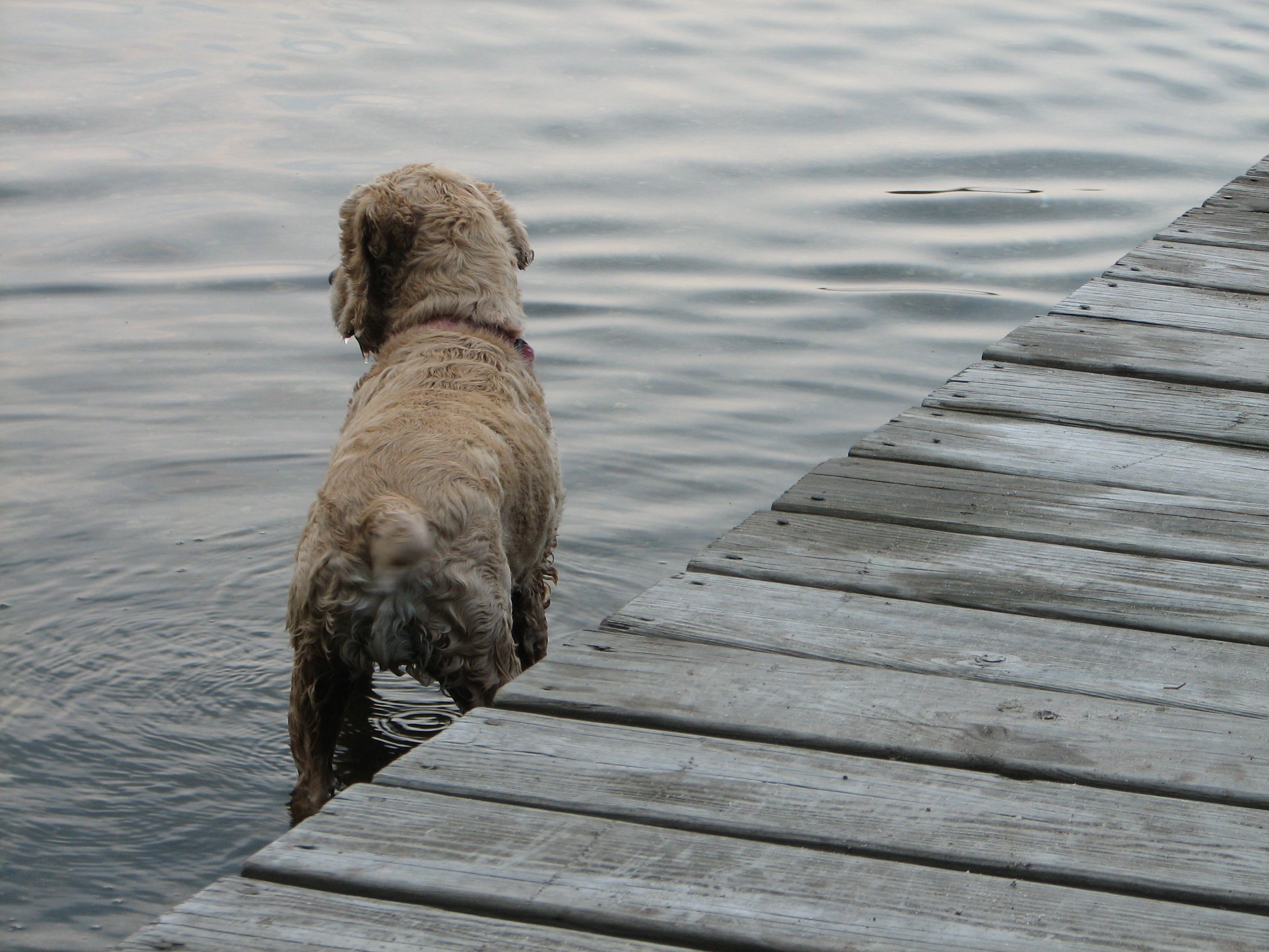 buff colored cocker spaniel in the water next to a pier