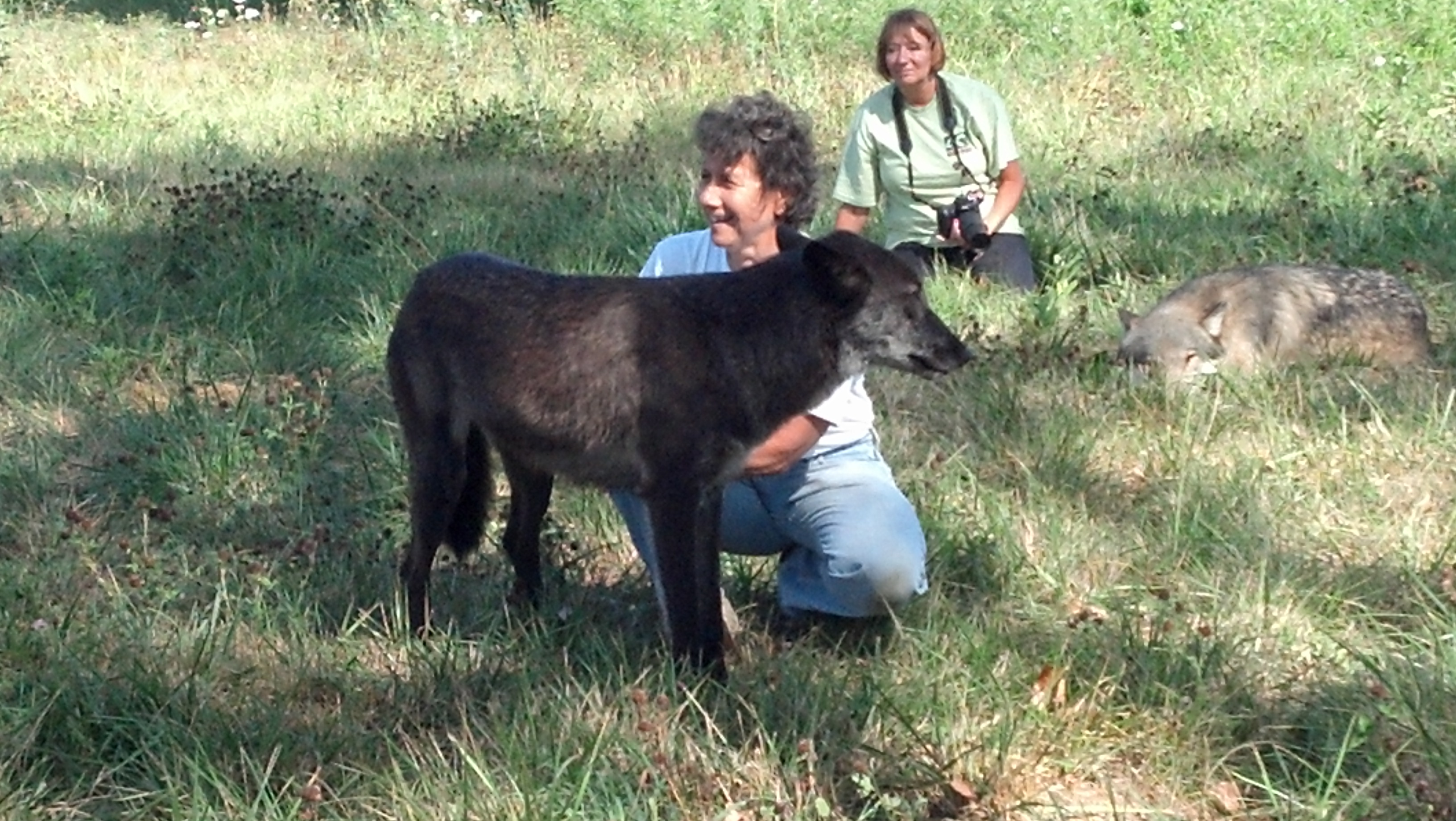 black wolf standing in front of a kneeling woman