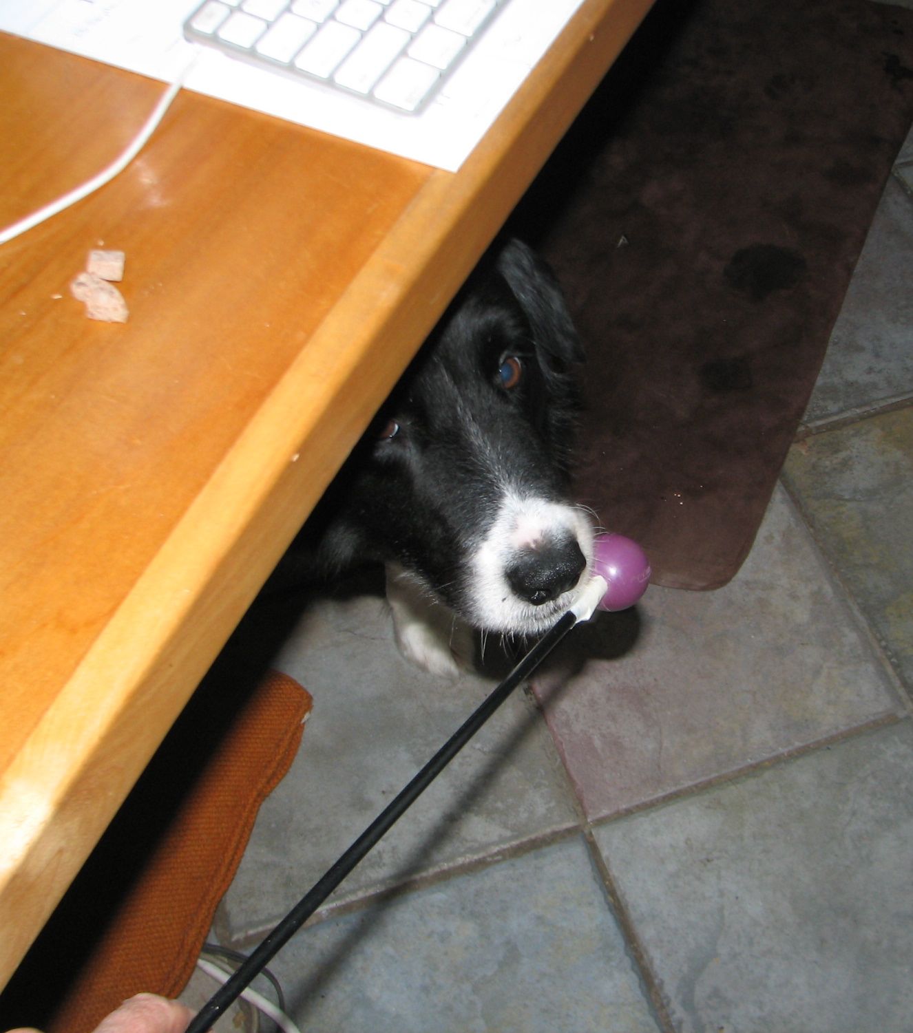 dog under desk targeting a ball on the end of a stick