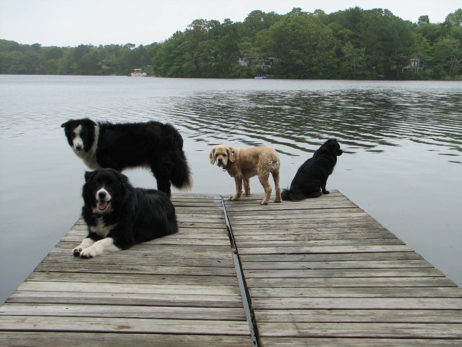 4 dogs sitting on the end of a pier with a lake in the background