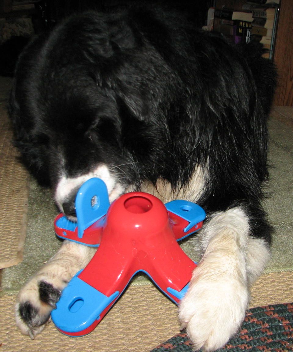 black dog playing with a plastic food toy