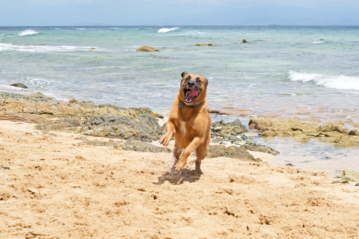 happy dog running on beach