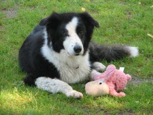 finnsheep border collie on grass with a pink stuffed sheep toy