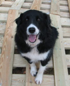 sitting on bridge black and white dog sitting on a bridge made of wooden planks