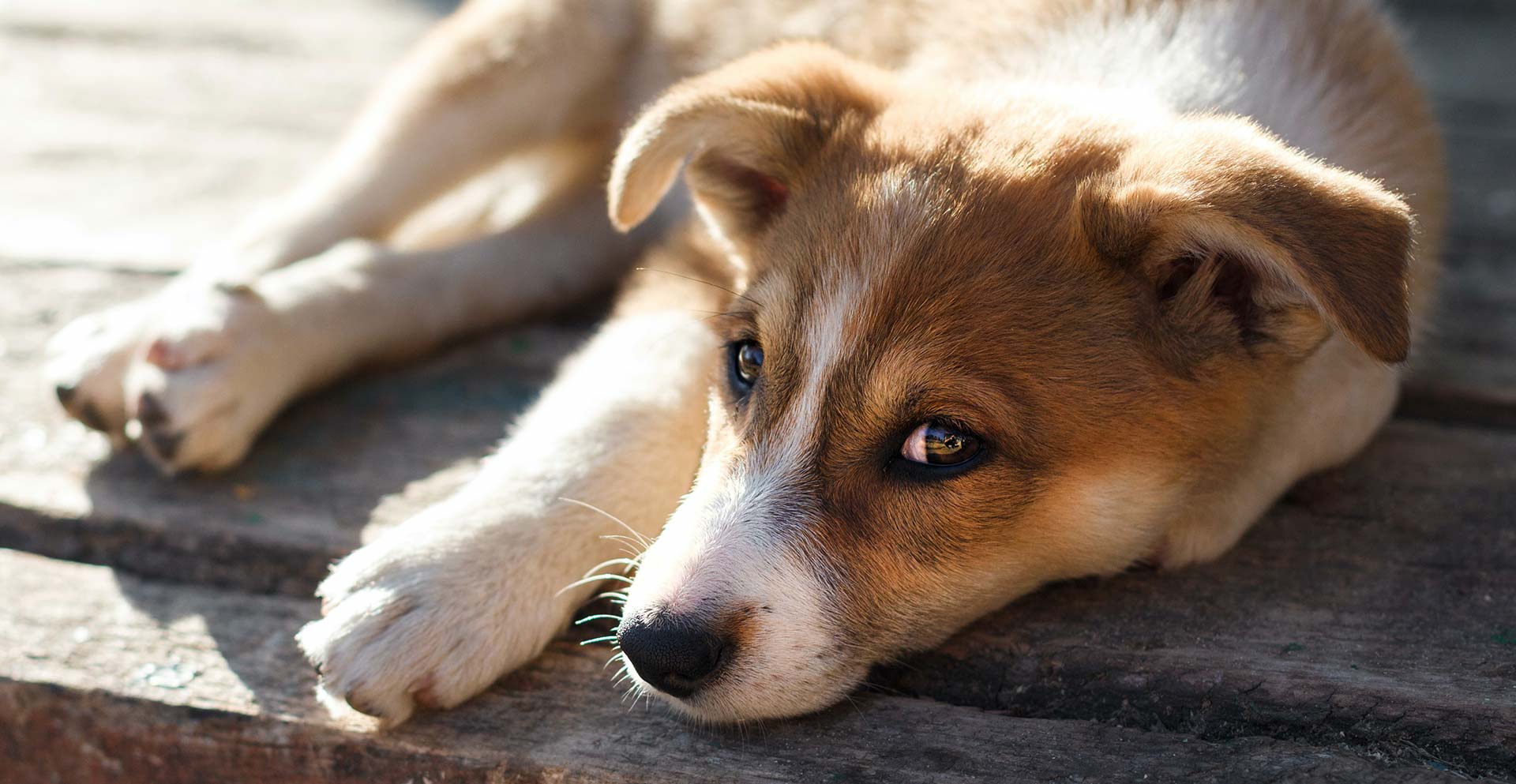 Fearful dog owners start here fearful dog
