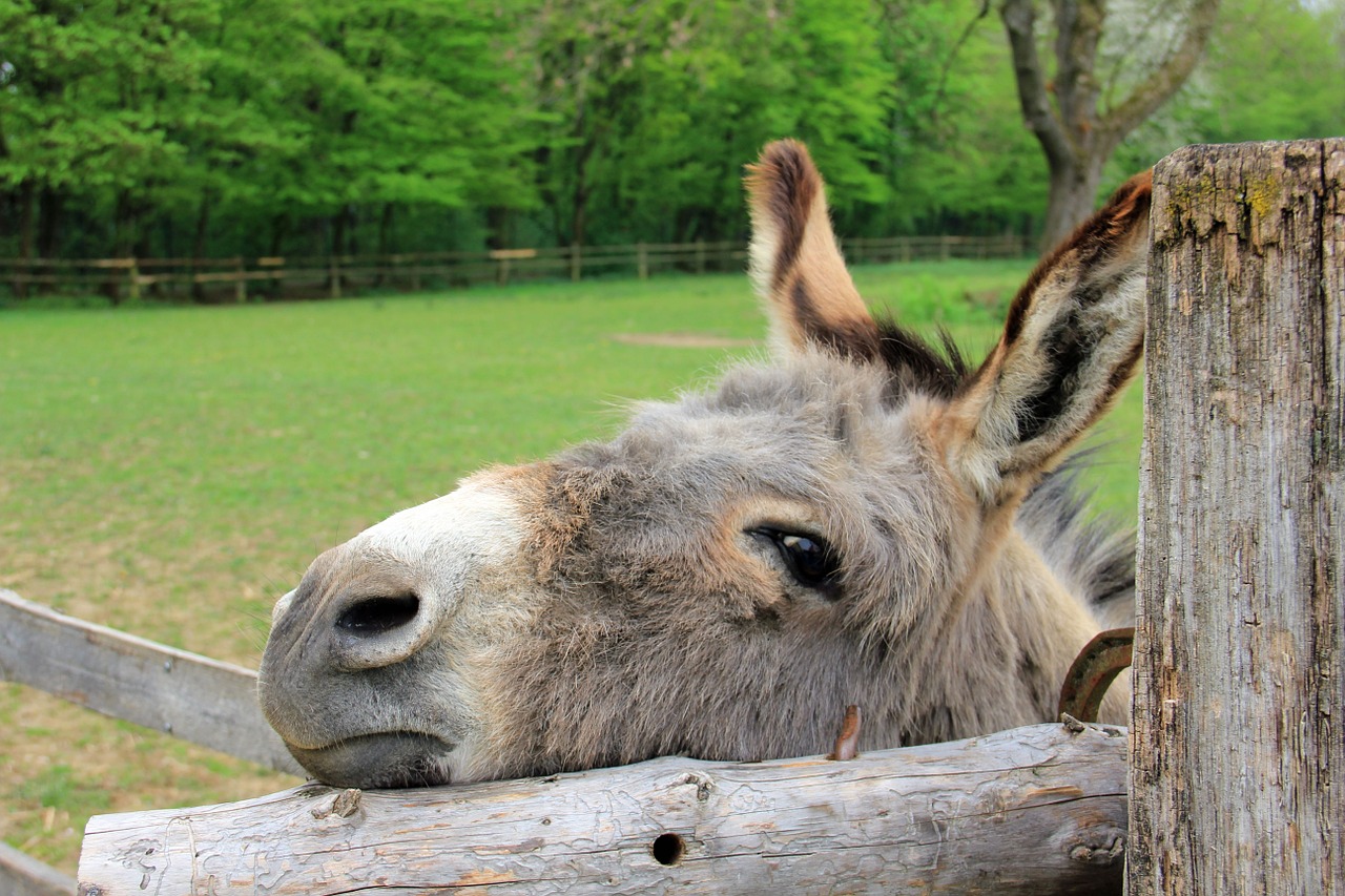 donkey looking at camera with head leaning on a fence post