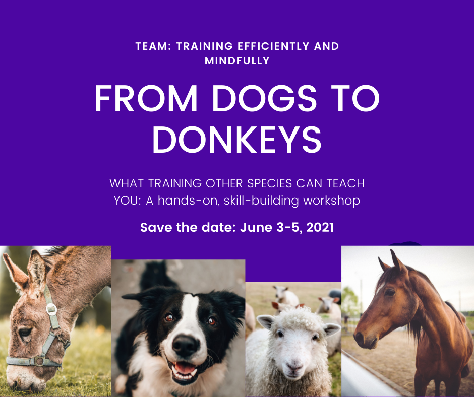 From Dogs to Donkeys Workshop