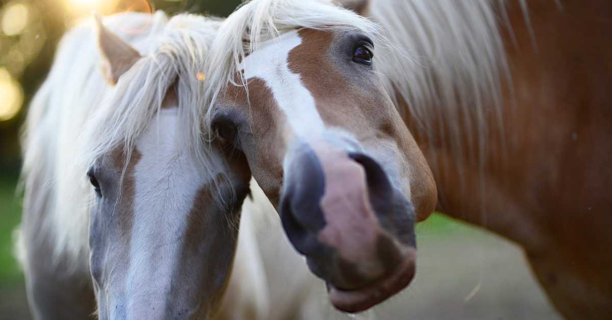 two brown and white horses close up of faces