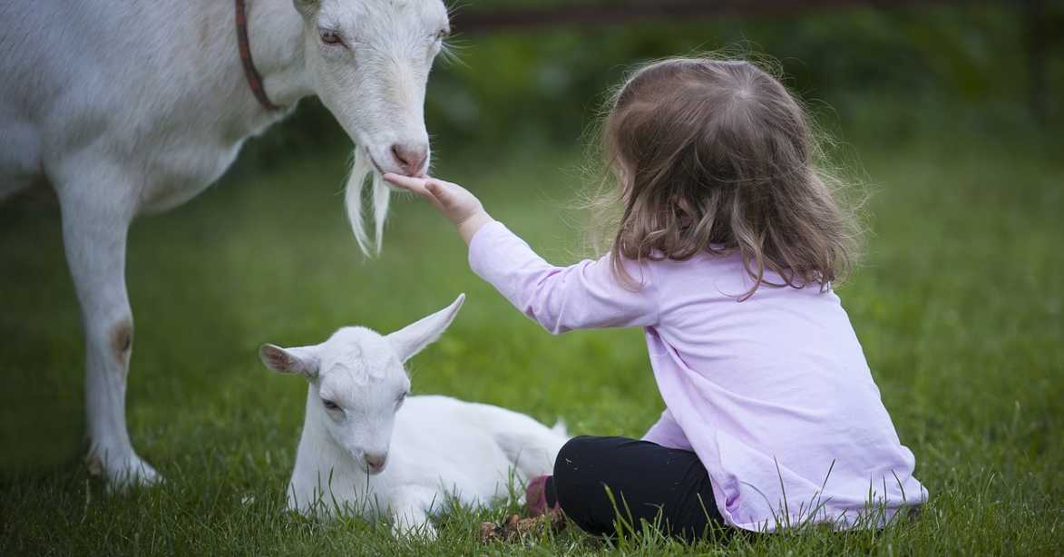 child reaching their hand out to a goat and a young goat on the ground with them