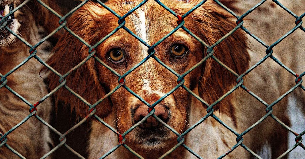 The Changing Role & Responsibility of Rescues & Shelters