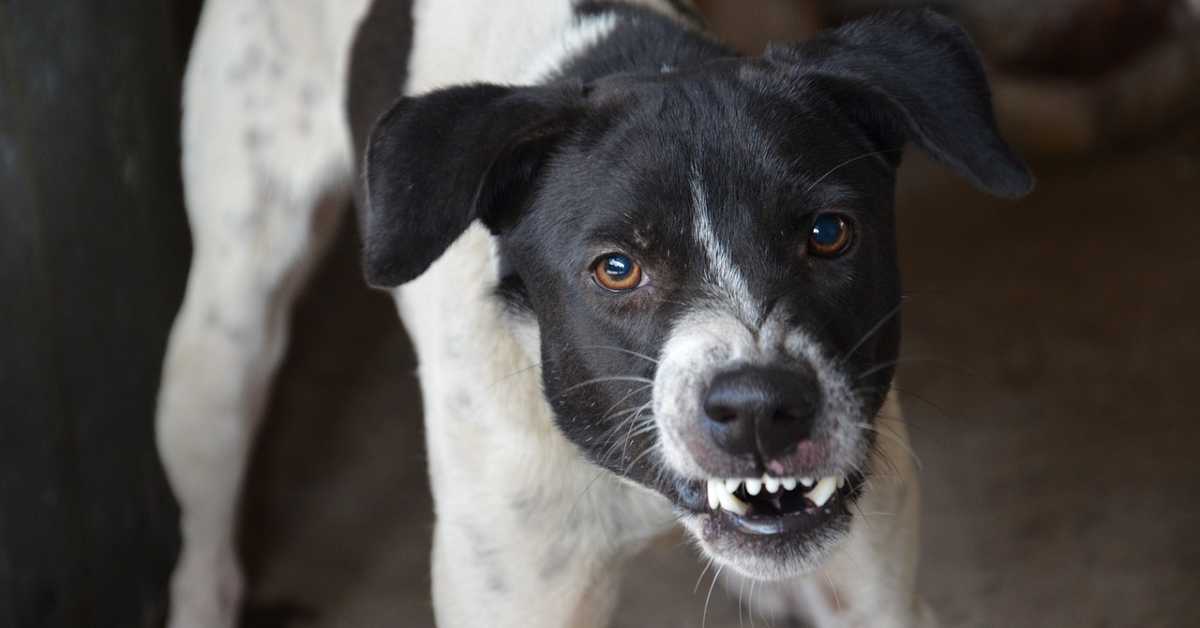 snarling black and white dog