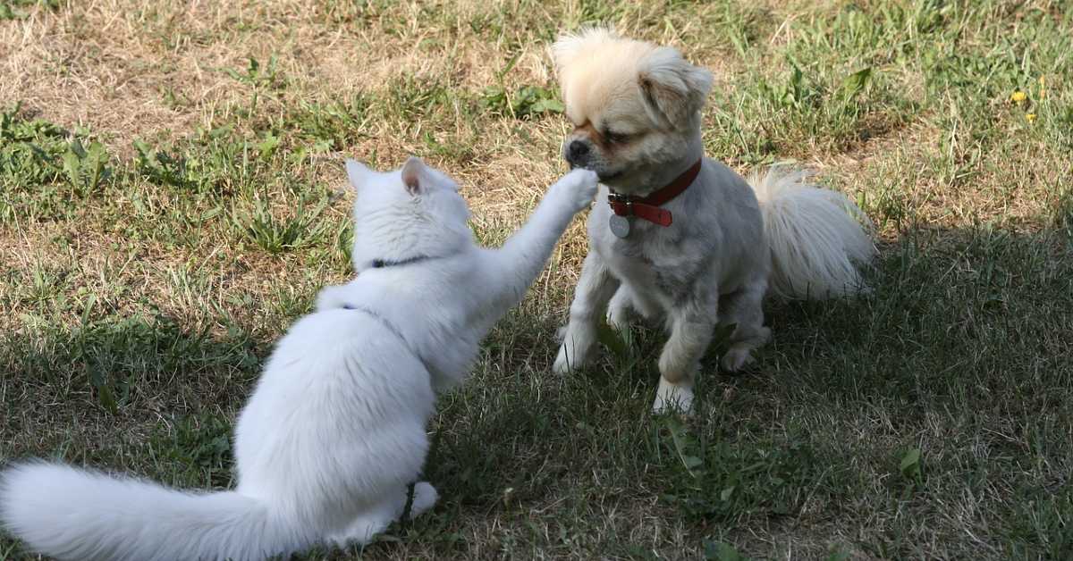 white cat swatting nose of small white dog