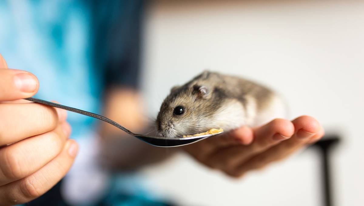 hamster eating out of a spoon on a person's hand