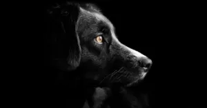 Black dog side portrait