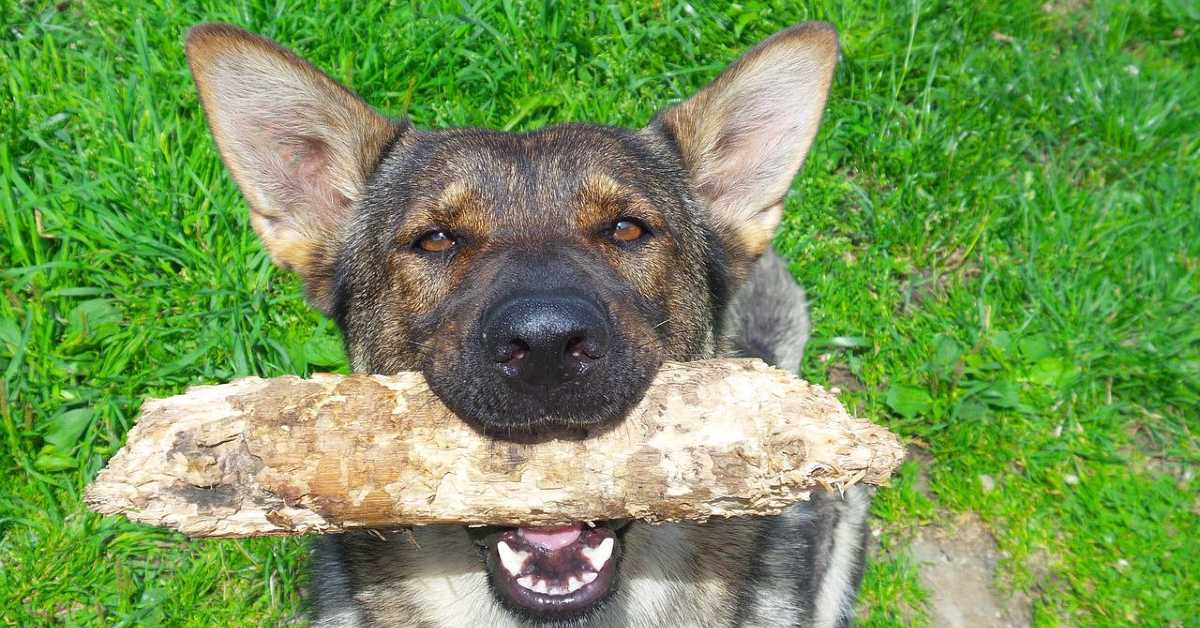German shepherd with a big stick in its mouth