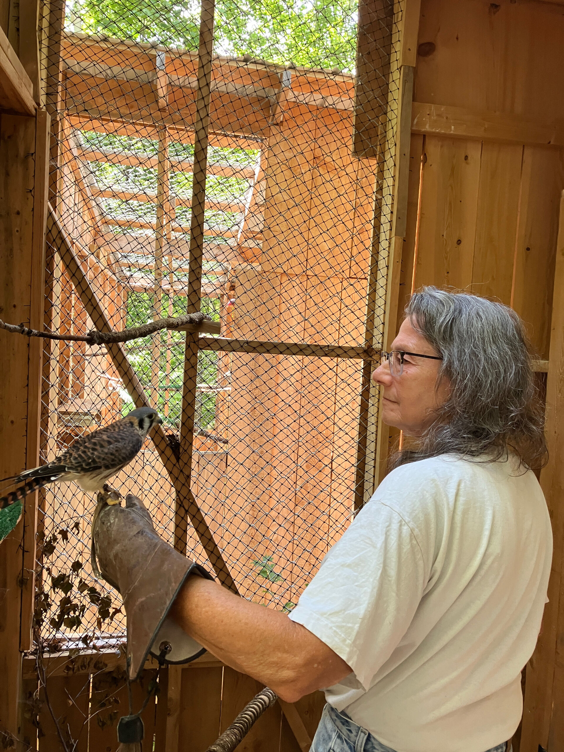 debbie holding a kestrel on an outstretched gloved hand