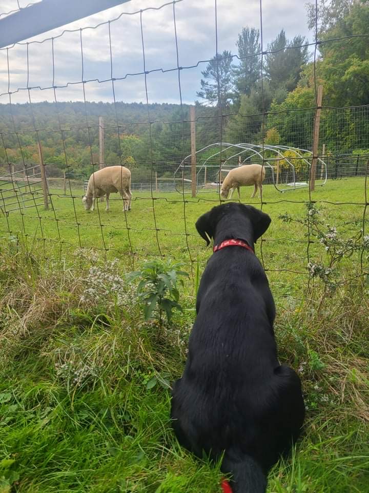 dogwatchingsheep